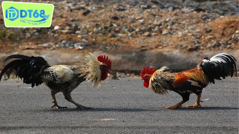Đá Gà Ảo DT68 - Trò Chơi Thú Vị Giữa Cuộc Sống Hiện Đại 4 Ưu điểm khi chơi đá gà ảo DT68