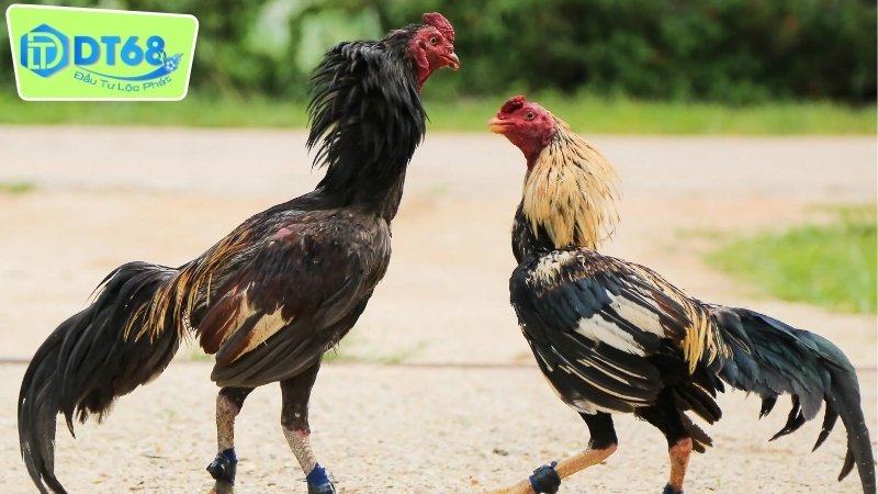 DT68 đá gà Thomo - Thế Giới Đá Gà Vô Cùng Sống Động 3 Hướng dẫn chơi DT68 đá gà Thomo cho người mới bắt đầu